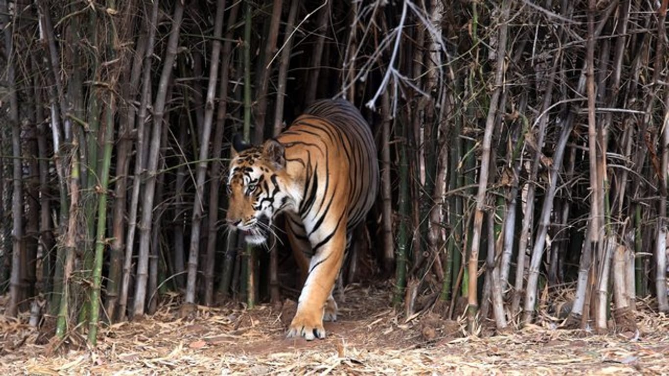 Ein Tiger in einem Reservat in Indien.