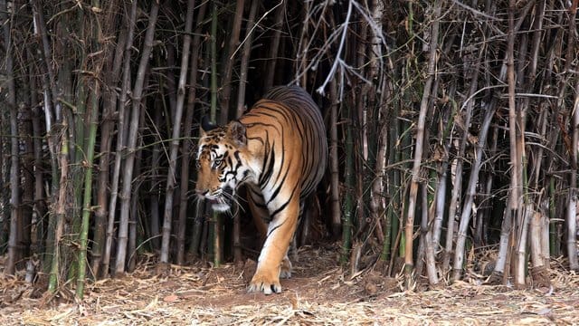 Ein Tiger in einem Reservat in Indien. Ein Tiger in einem Reservat in Indien.