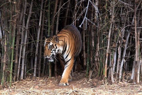 Ein Tiger in einem Reservat in Indien.