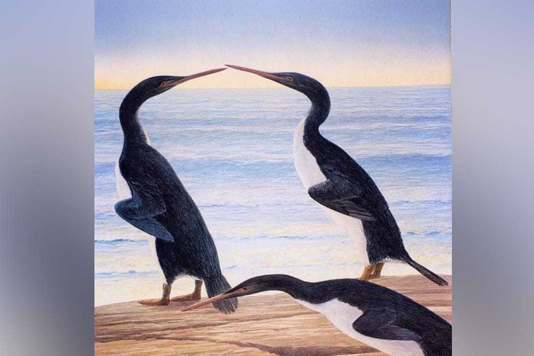 So könnte der Waimanu-Pinguin ausgesehen haben.