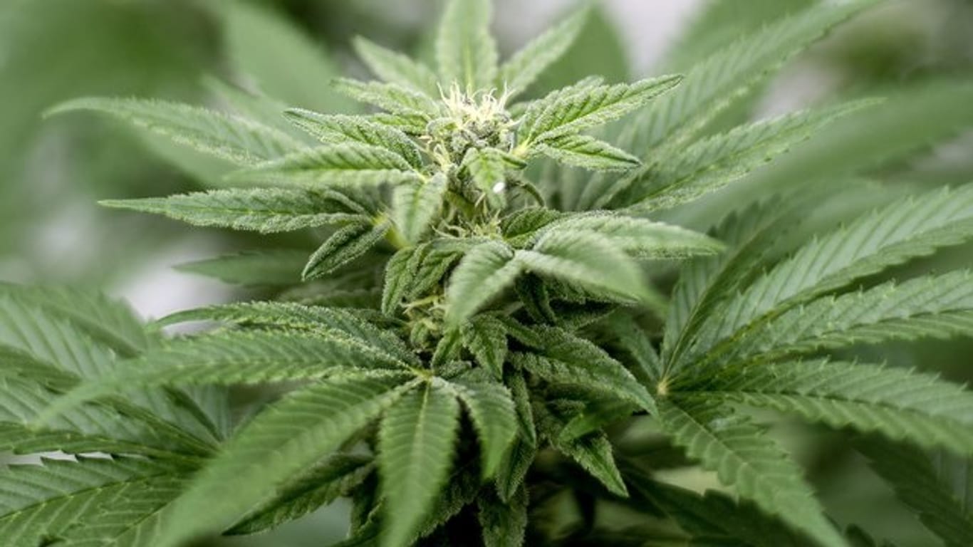 Der Eigenanbau von Cannabis und seine Verwendung als Rauschgift bleibt verboten.