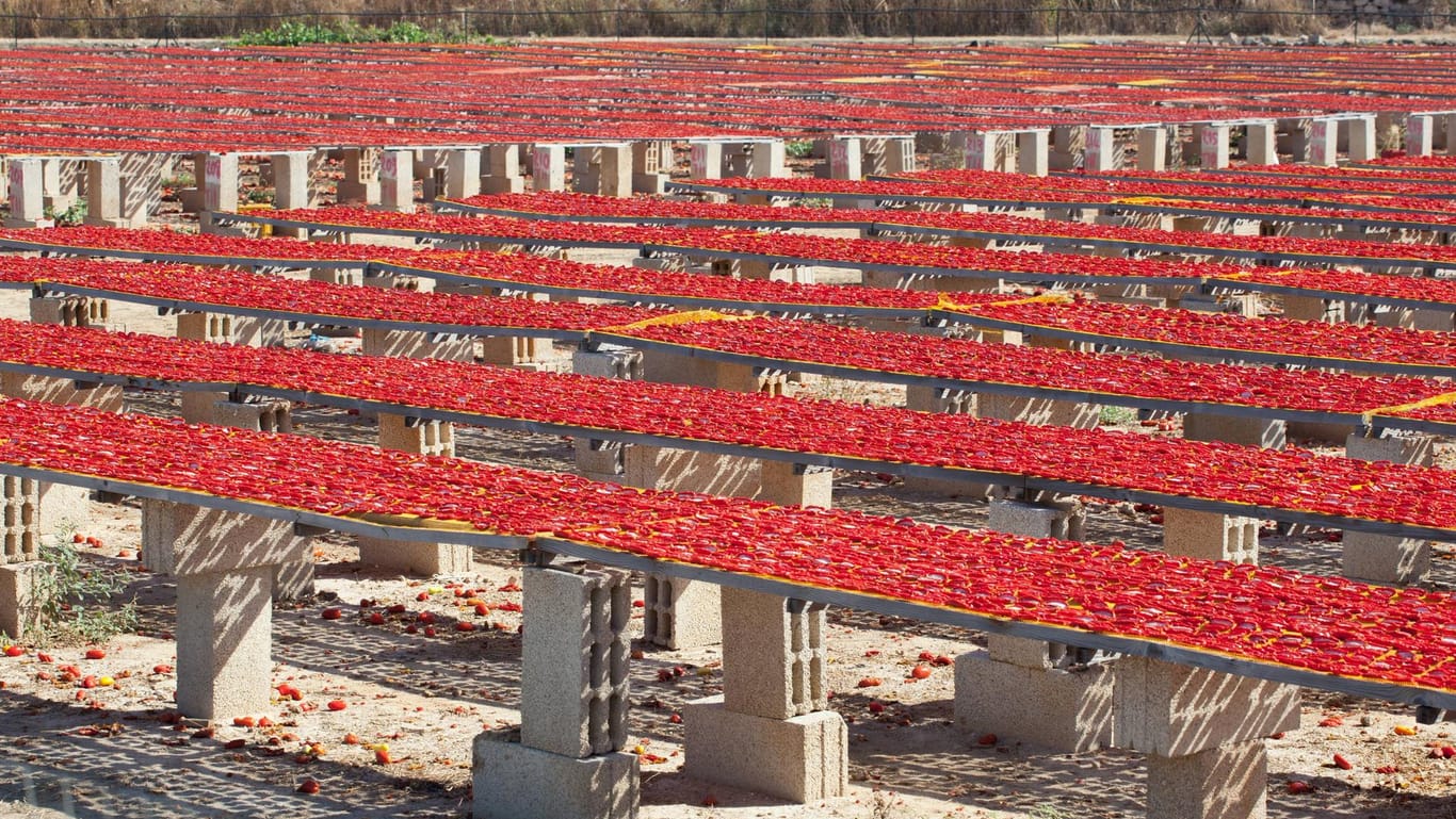 Tomatentrocknen unter Apuliens Sonne