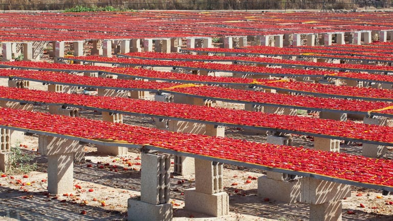 Tomatentrocknen unter Apuliens Sonne