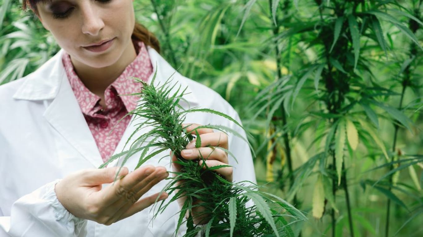 Cannabis für medizinische Zwecke: Eine Cannabisagentur soll den Anbau von Hanfpflanzen überwachen.