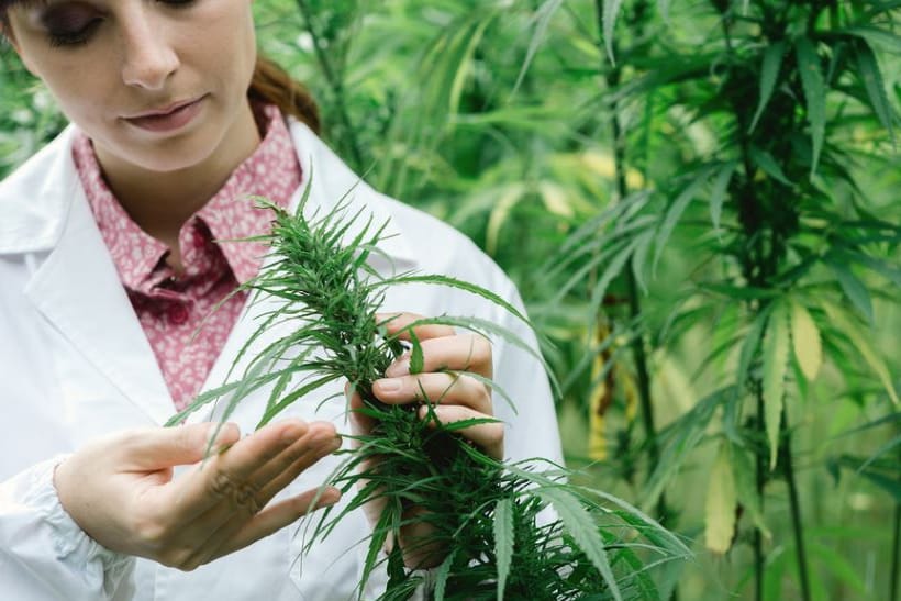 Cannabis für medizinische Zwecke: Eine Cannabisagentur soll den Anbau von Hanfpflanzen überwachen.