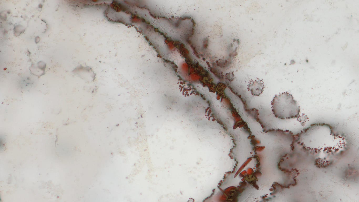 Nur für Experten zu identifizieren: Mikroorganismen in einer Quarzstruktur.