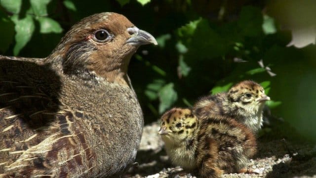Rebhuhn mit Küken Rebhuhn mit Küken