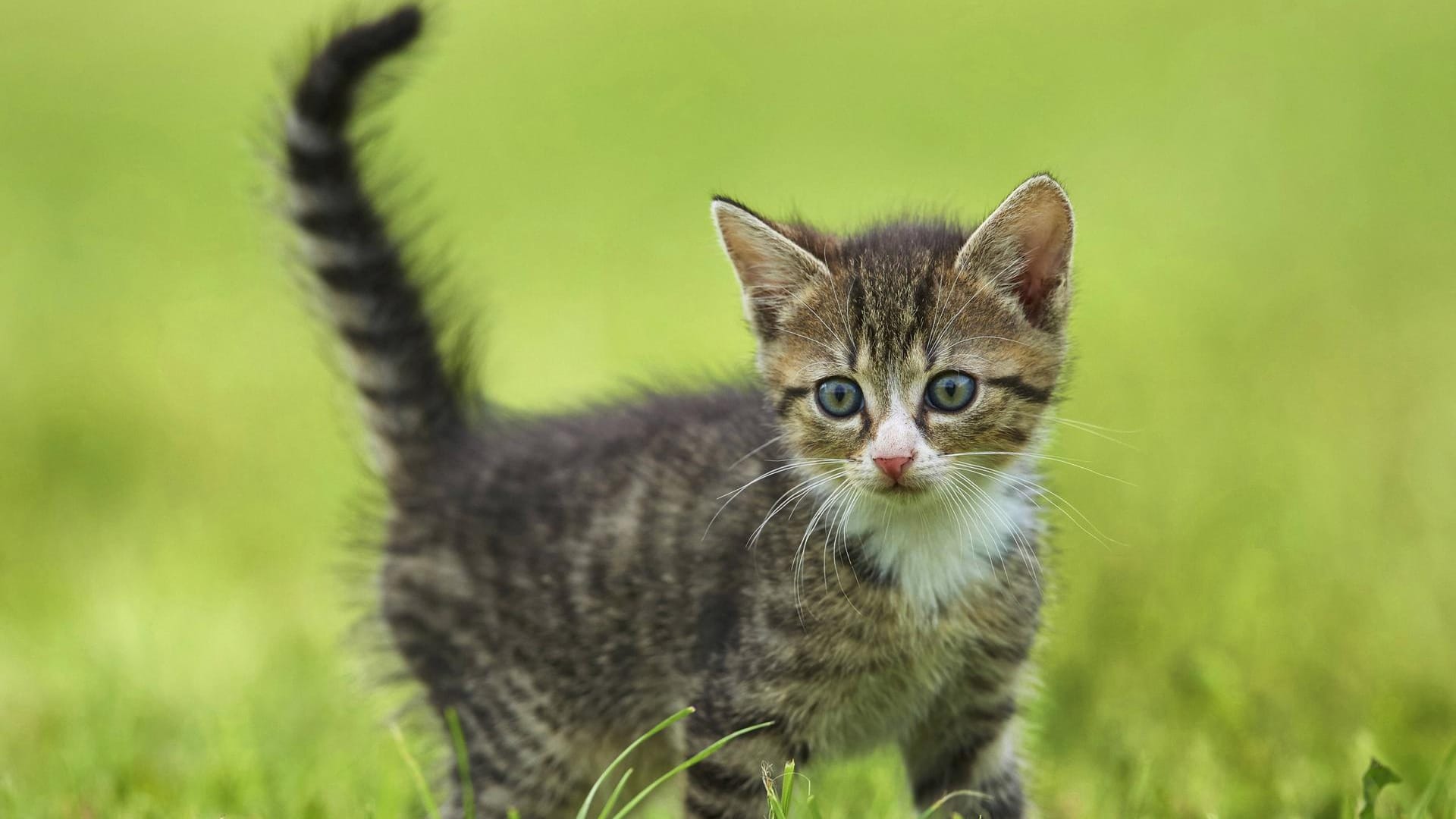 Katzenjunges: Wenn Sie in Ihrem Garten eine Katze gefunden haben, müssen Sie das dem Ordnungsamt melden.