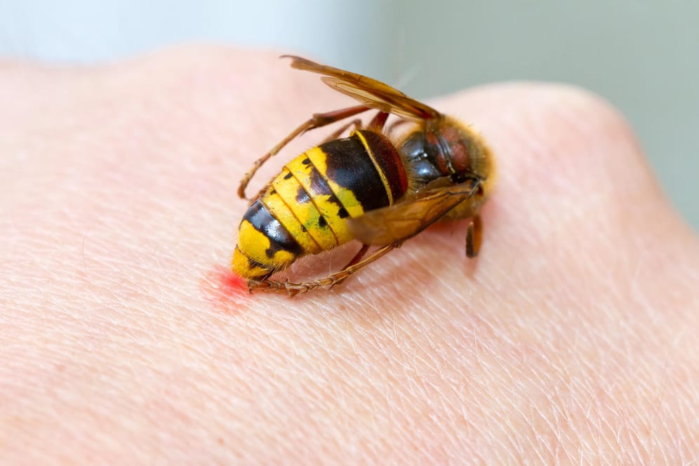 Ein Stich der Wespe oder Biene kann eine anaphylaktische Reaktion hervorrufen