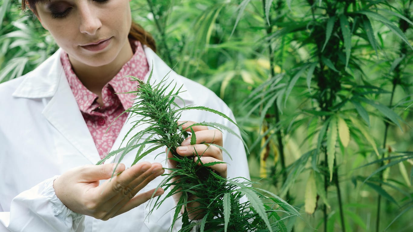 Ab 2019 sollen die ersten Cannabispflanzen in Deutschland abgeerntet werden