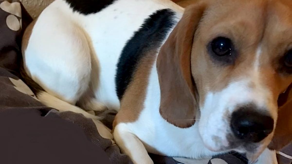 Die Polizei sucht den Besitzer dieses Hundes.