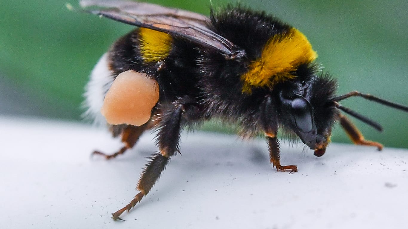 Sammeln Pollen wie Bienen: Hummeln. Gehören ja auch zur Familie der Echten Bienen.
