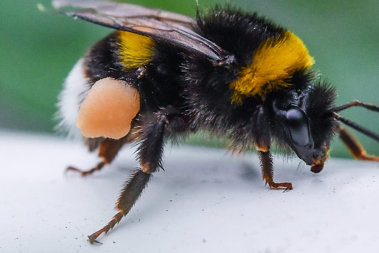Sammeln Pollen wie Bienen: Hummeln. Gehören ja auch zur Familie der Echten Bienen.