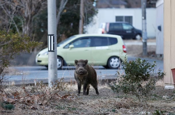 Ein Wildschwein in der Region um Fukushima.