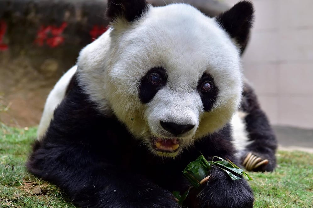 Ein Panda isst Bambus.