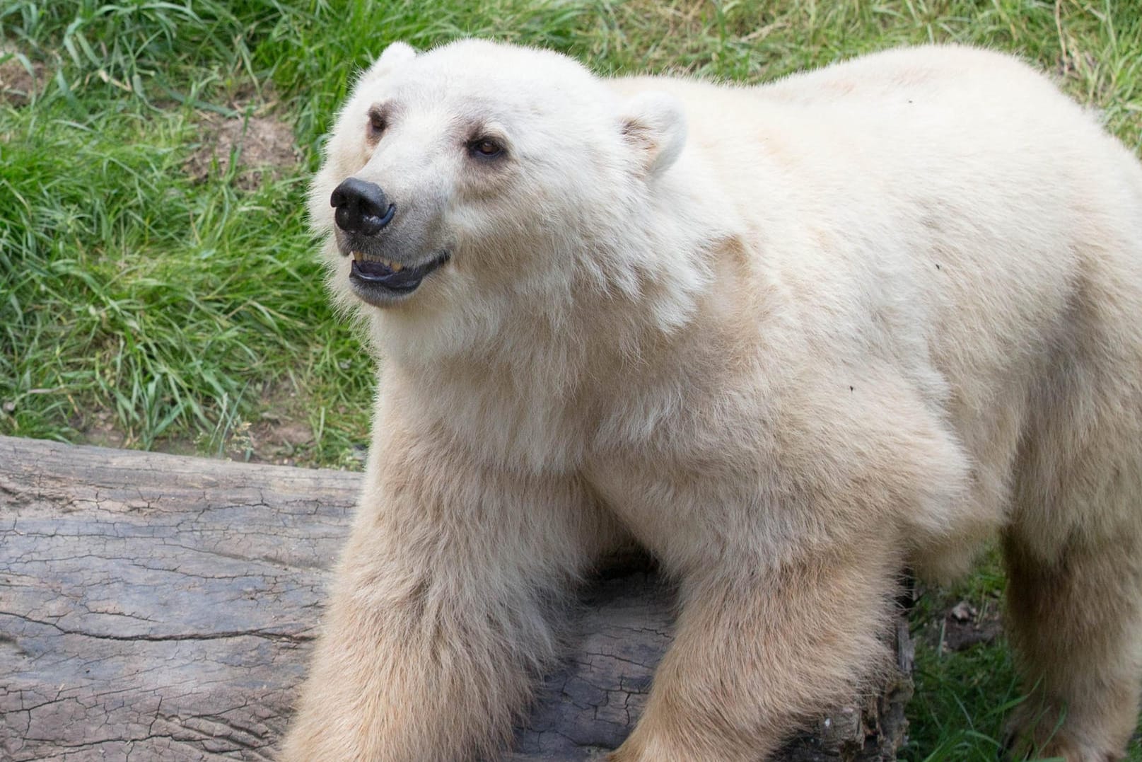 Die Mischbärin Tips musste nach ihrem Ausbruch aus dem Zoo in Osnabrück erschossen werden.