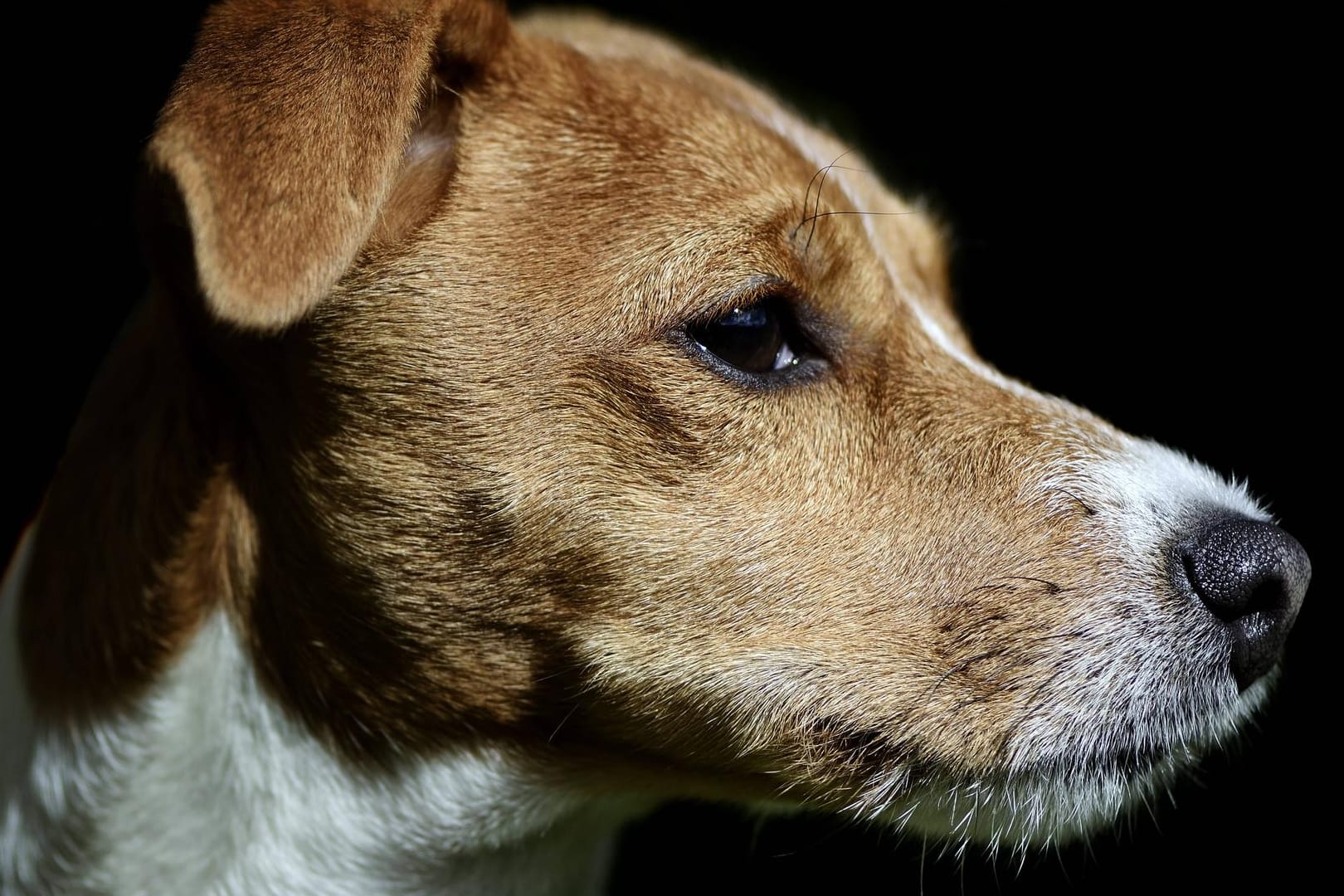 Jack Russel Terrier