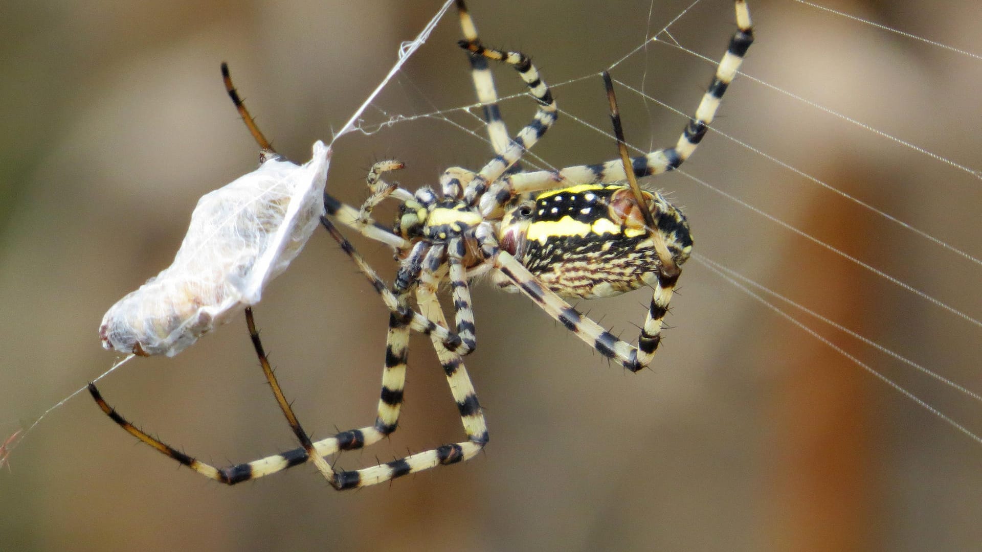 Eine Radnetzspinne mit ihrer Beute im Netz.