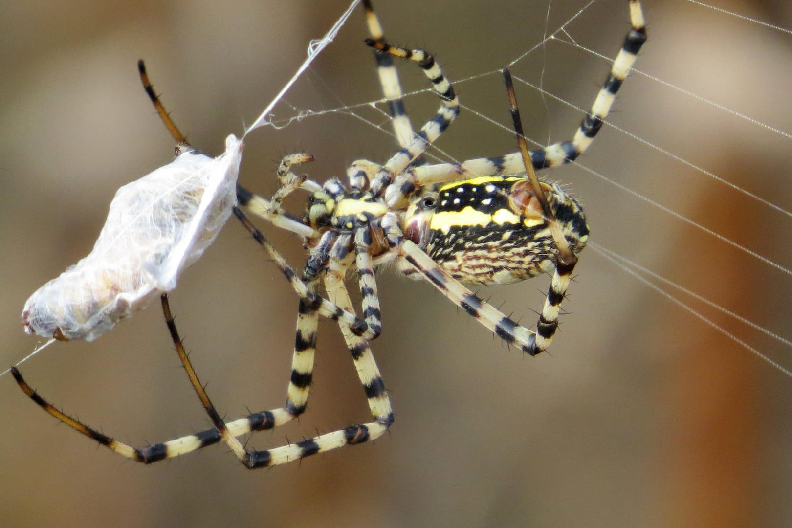 Eine Radnetzspinne mit ihrer Beute im Netz.