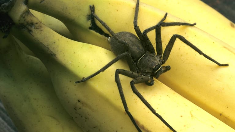 Glück gehabt: Die gefundenen Spinnen-Eier gehörten nicht zur gefährlichen Art der Bananenspinne.