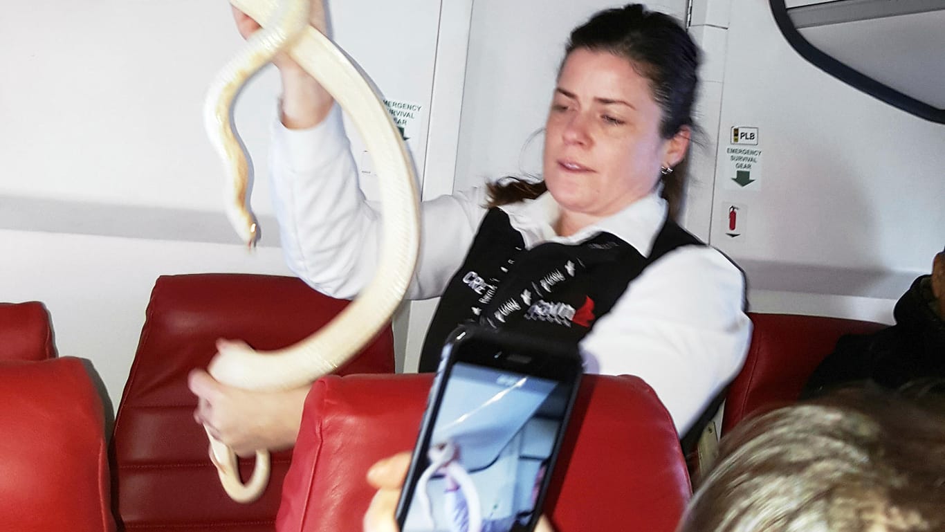 Eine Flugbegleiterin hält auf einem Flug der Fluggesellschaft Ravn Alaska eine vergessene Schlange hoch.