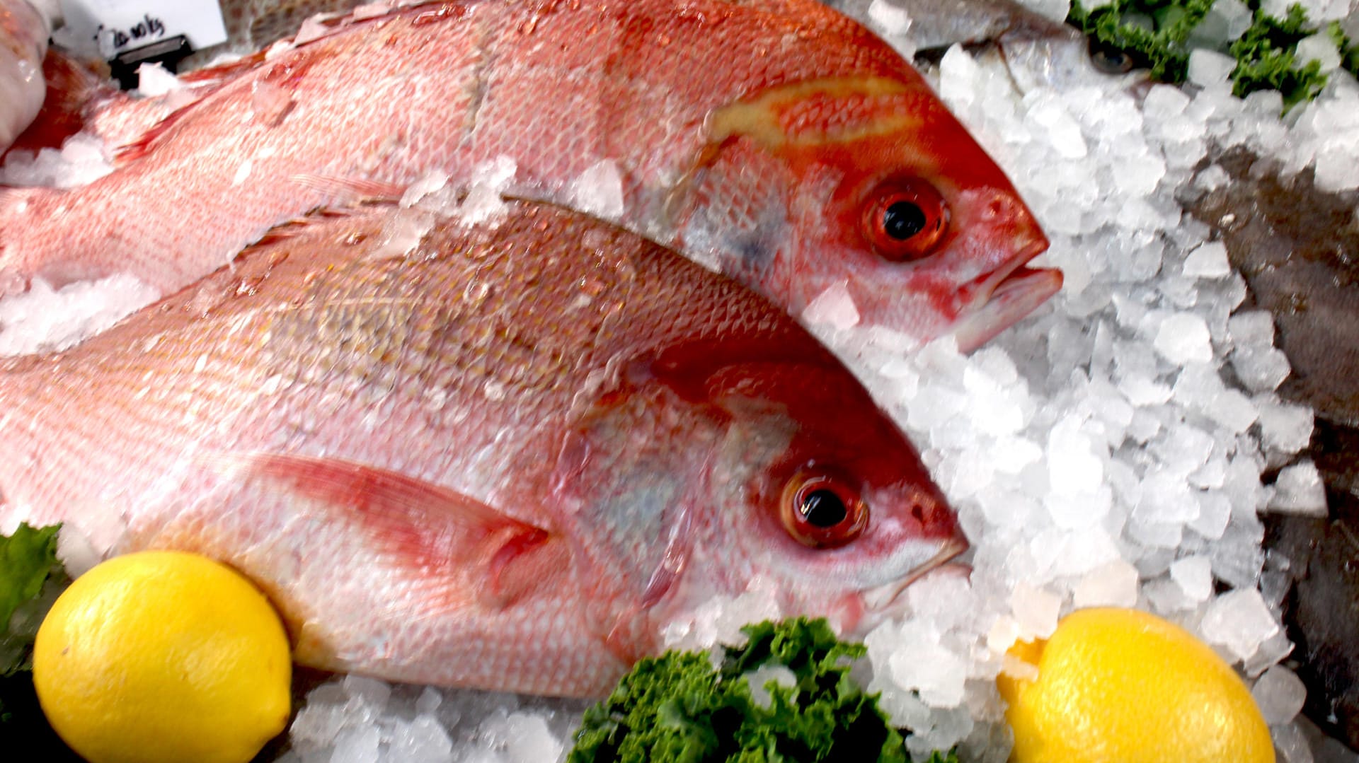 Red-Snapper-Fisch liegt auf ein paar Eiswürfeln.