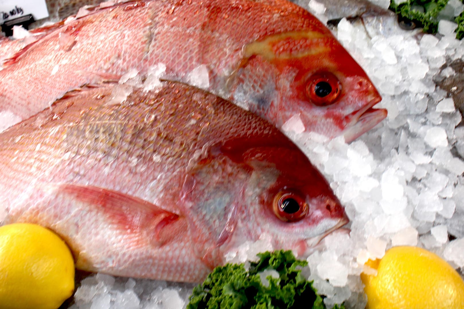 Red-Snapper-Fisch liegt auf ein paar Eiswürfeln.