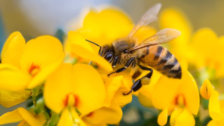 Bienen: Die Landwirtschaft ist von den Bienen abhängig, da sie die Pflanzen bestäuben.
