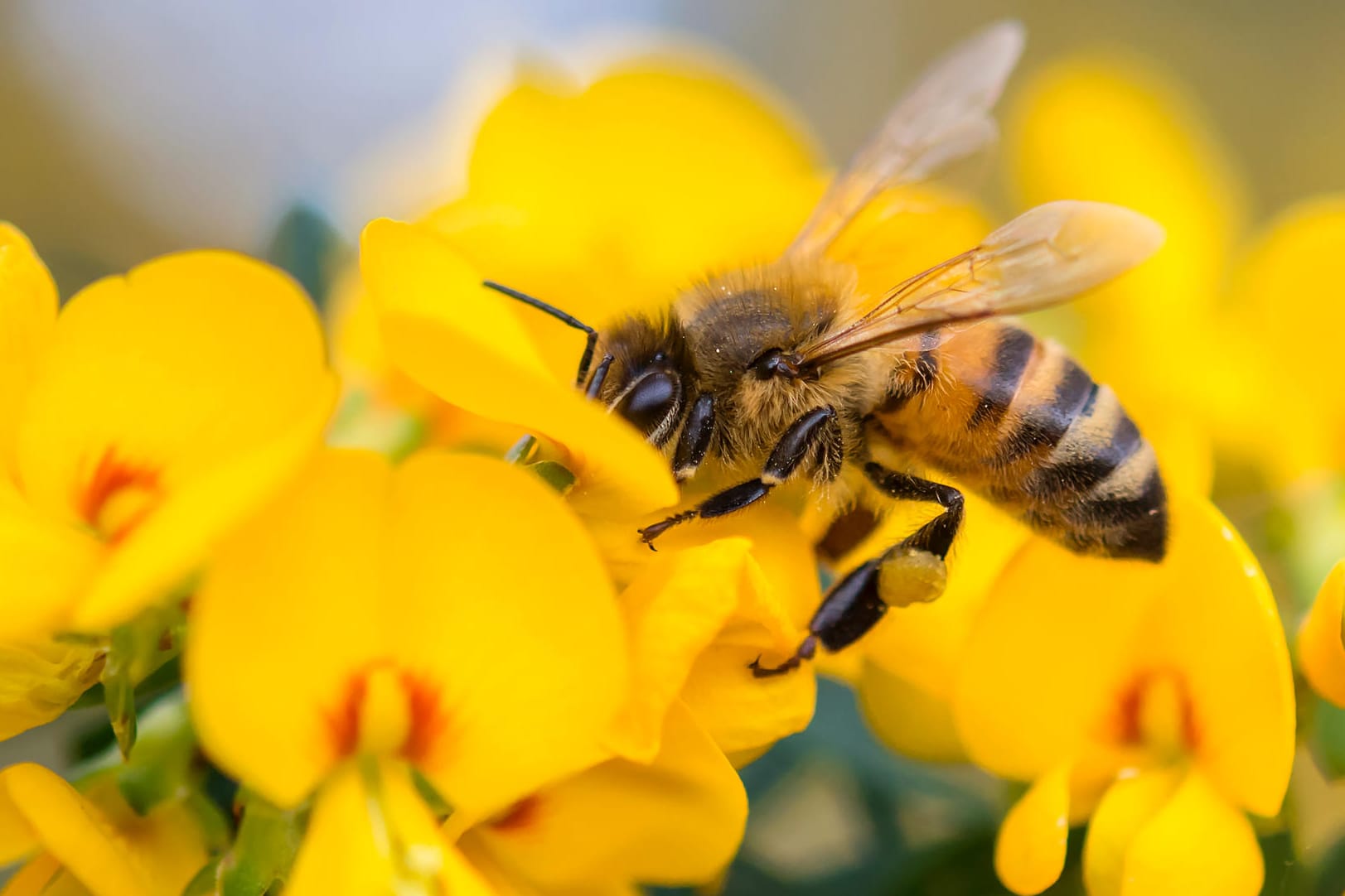 Bienen: Die Landwirtschaft ist von den Bienen abhängig, da sie die Pflanzen bestäuben.