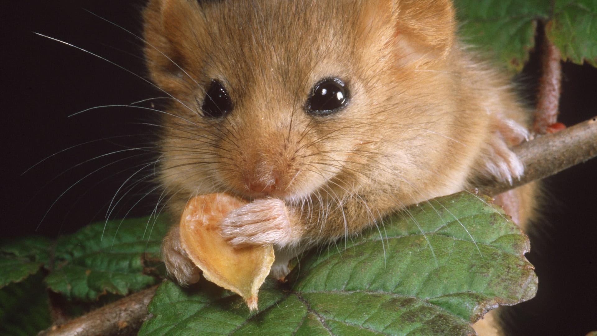 Die Haselmaus ist das Wildtier des Jahres