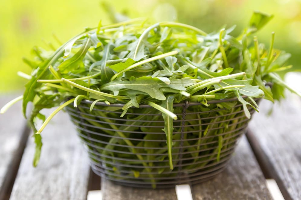 Rucola wird auch Rauke genannt und ist eine beliebte Salatpflanze.