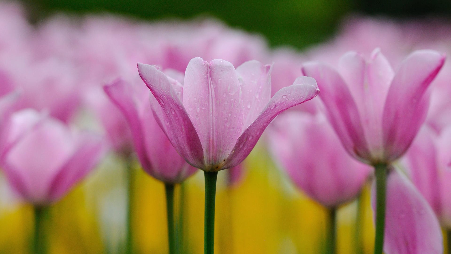 blühende Tulpen