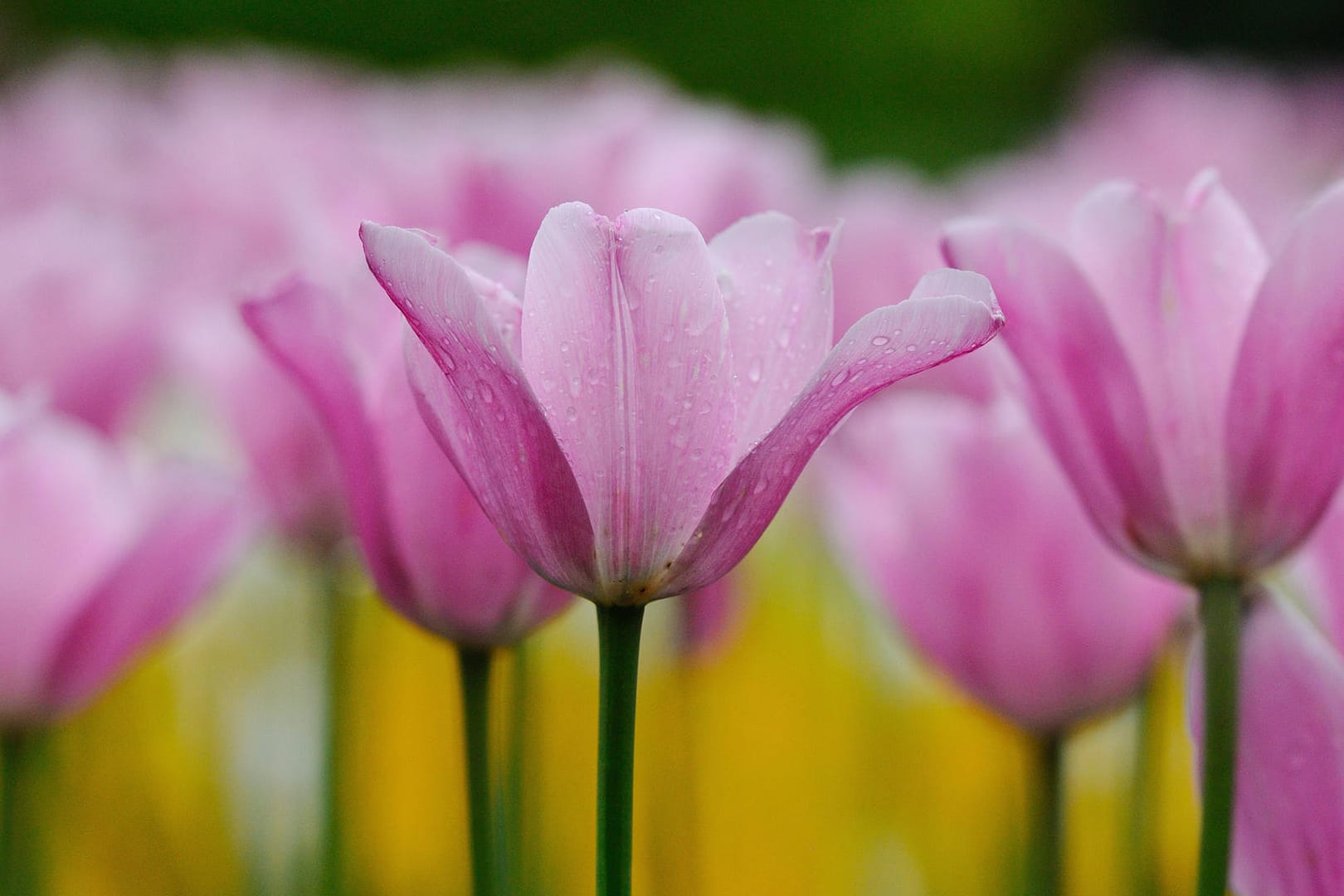 blühende Tulpen