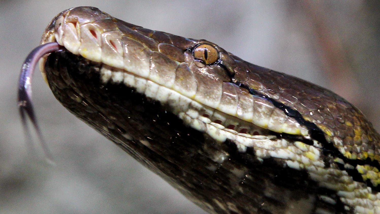 Die Netzpython kann bis zu 6,5 Meter lang werden und gehört somit zu den größten Schlangen der Welt. Die Netzpython kann bis zu 6,5 Meter lang werden und gehört somit zu den größten Schlangen der Welt.