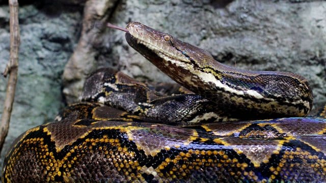 Netzpythons können mehr als sechs Meter lang werden.