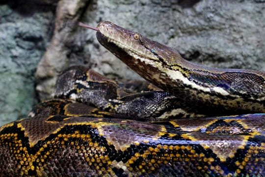 Netzpythons können mehr als sechs Meter lang werden.