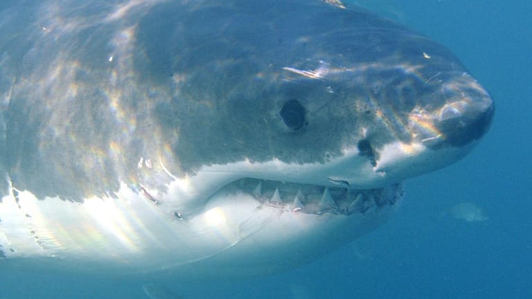 Gefürchtet und faszinierend zugleich: Der Hai versetzt viele Menschen in Angst und Schrecken.