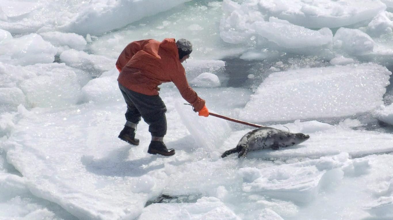 Bei der Tradition der Robbenjagd werden die Tiere mit Knüppeln oder Äxten erschlagen.