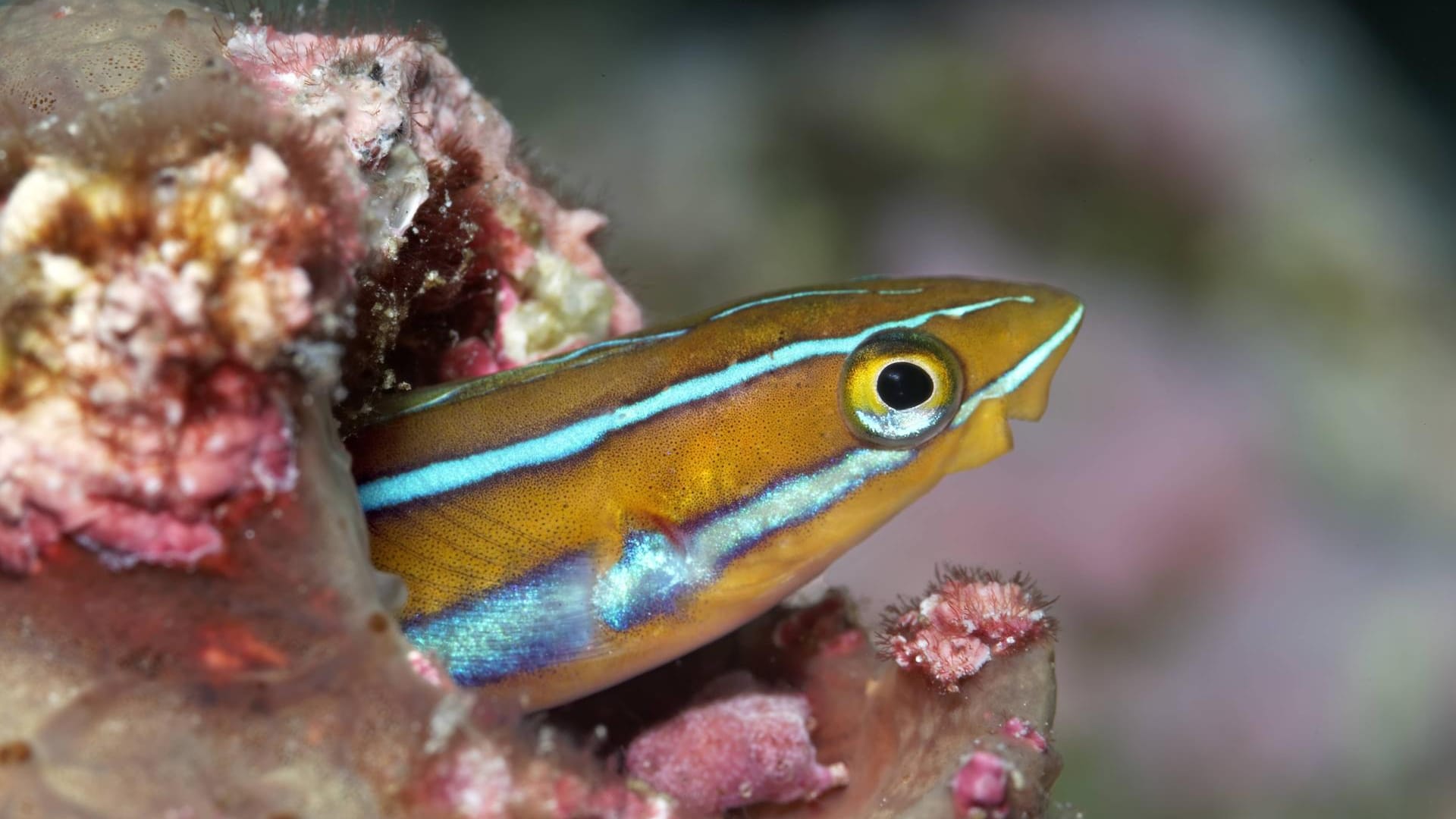 Ein Piano-Säbelzahnschleimfisch schaut aus seiner Wohnhöhle im Great Barrier Reef. Ein Piano-Säbelzahnschleimfisch schaut aus seiner Wohnhöhle im Great Barrier Reef.