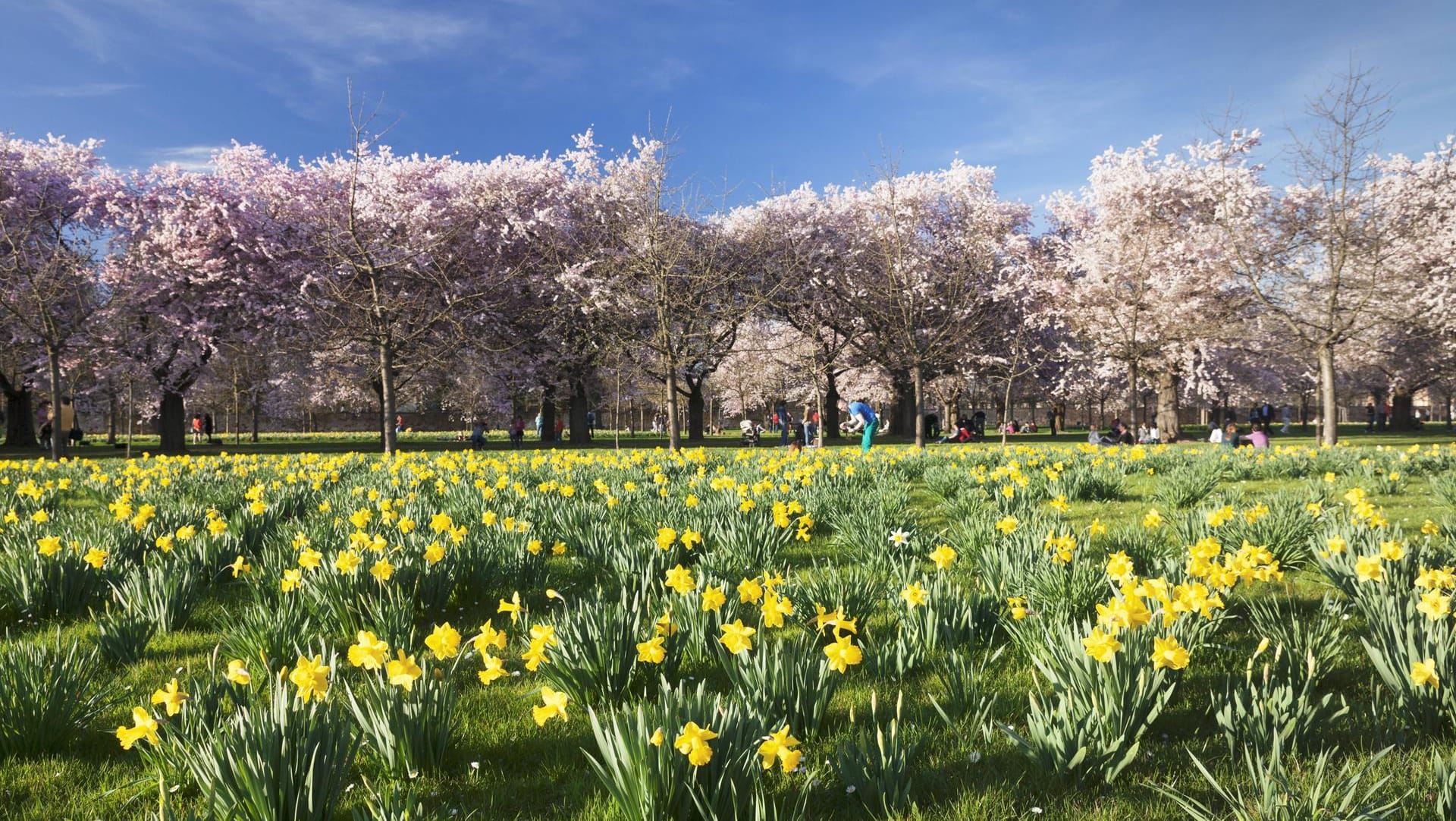 Kirschbaumblüte und Narzissenfeld im Schlosspark Schwetzingen