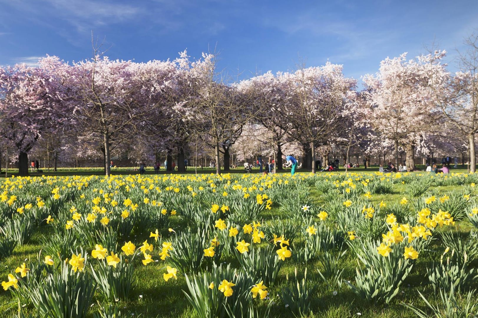 Kirschbaumblüte und Narzissenfeld im Schlosspark Schwetzingen