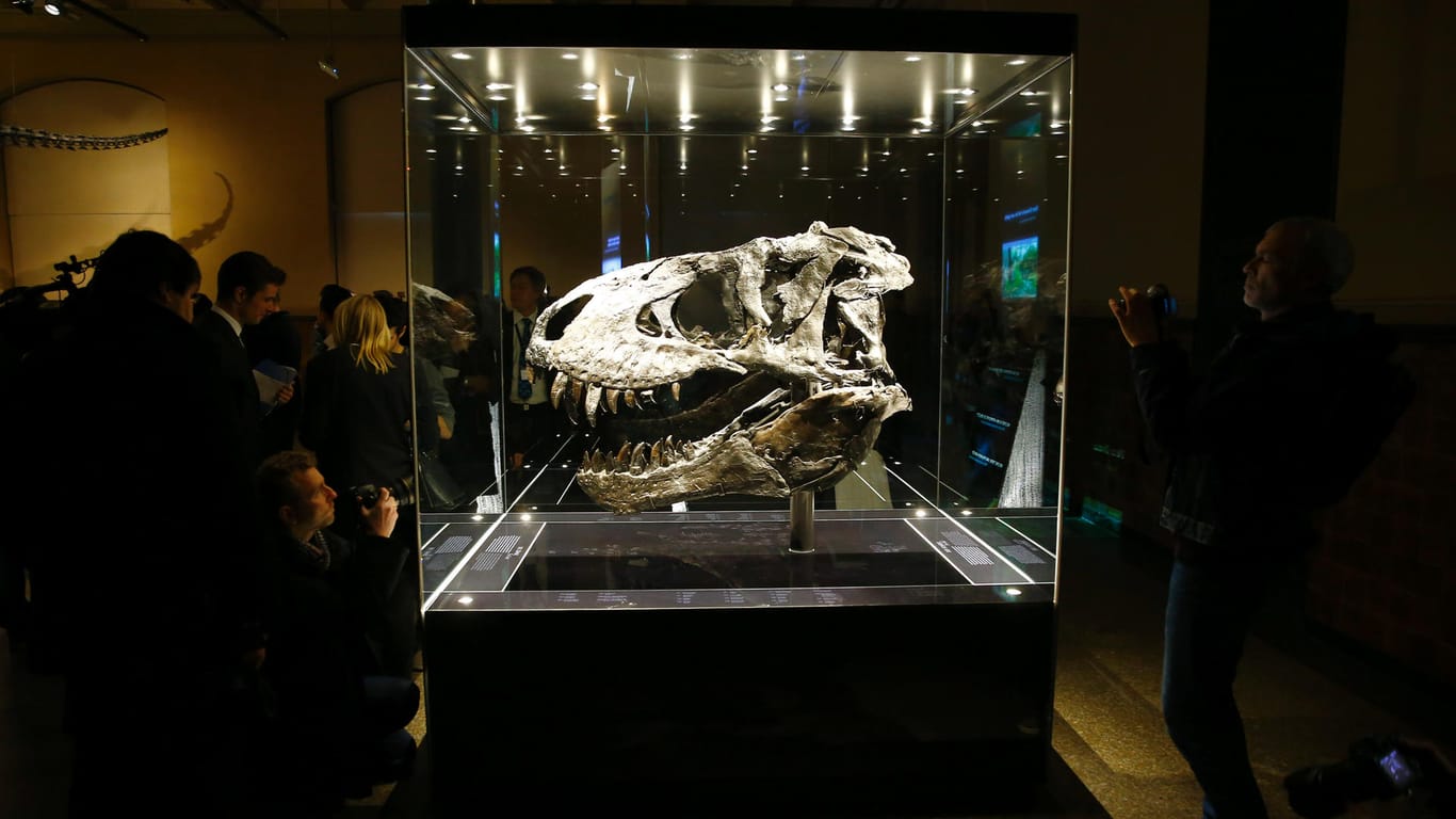 Der Schädel des T-Rex "Tristan" ist der Besuchermagnet des Naturkundemuseums Berlin: Auch er wurde im US-Staat Montana entdeckt.