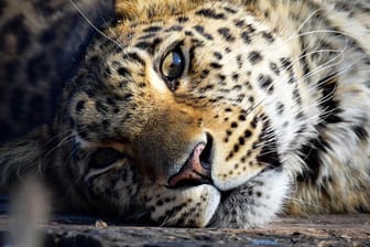 Der Lebensraum von Leoparden wird immer weiter vom Menschen beschnitten.