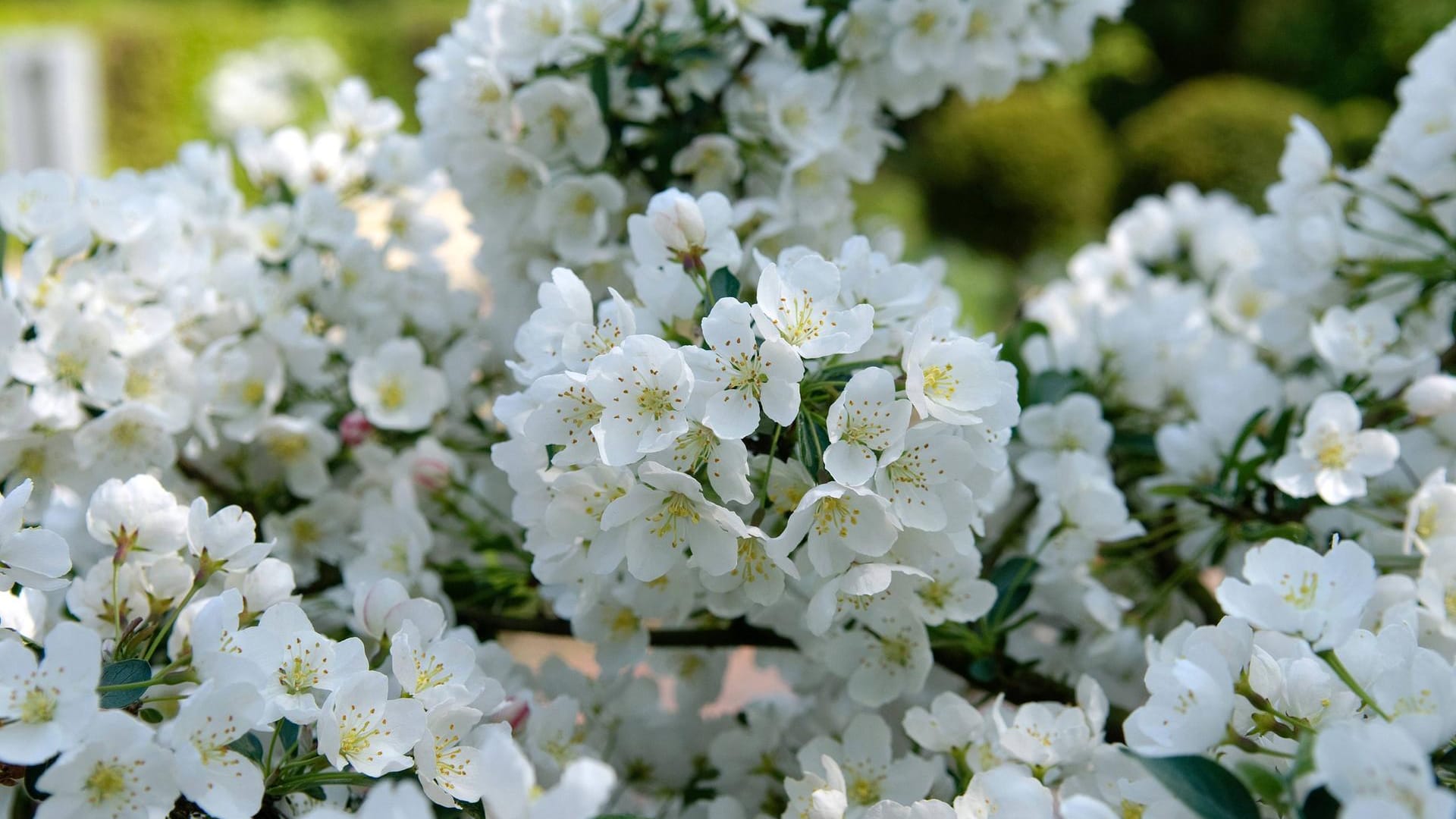 Zierapfel Malus sargentii Tina Malus