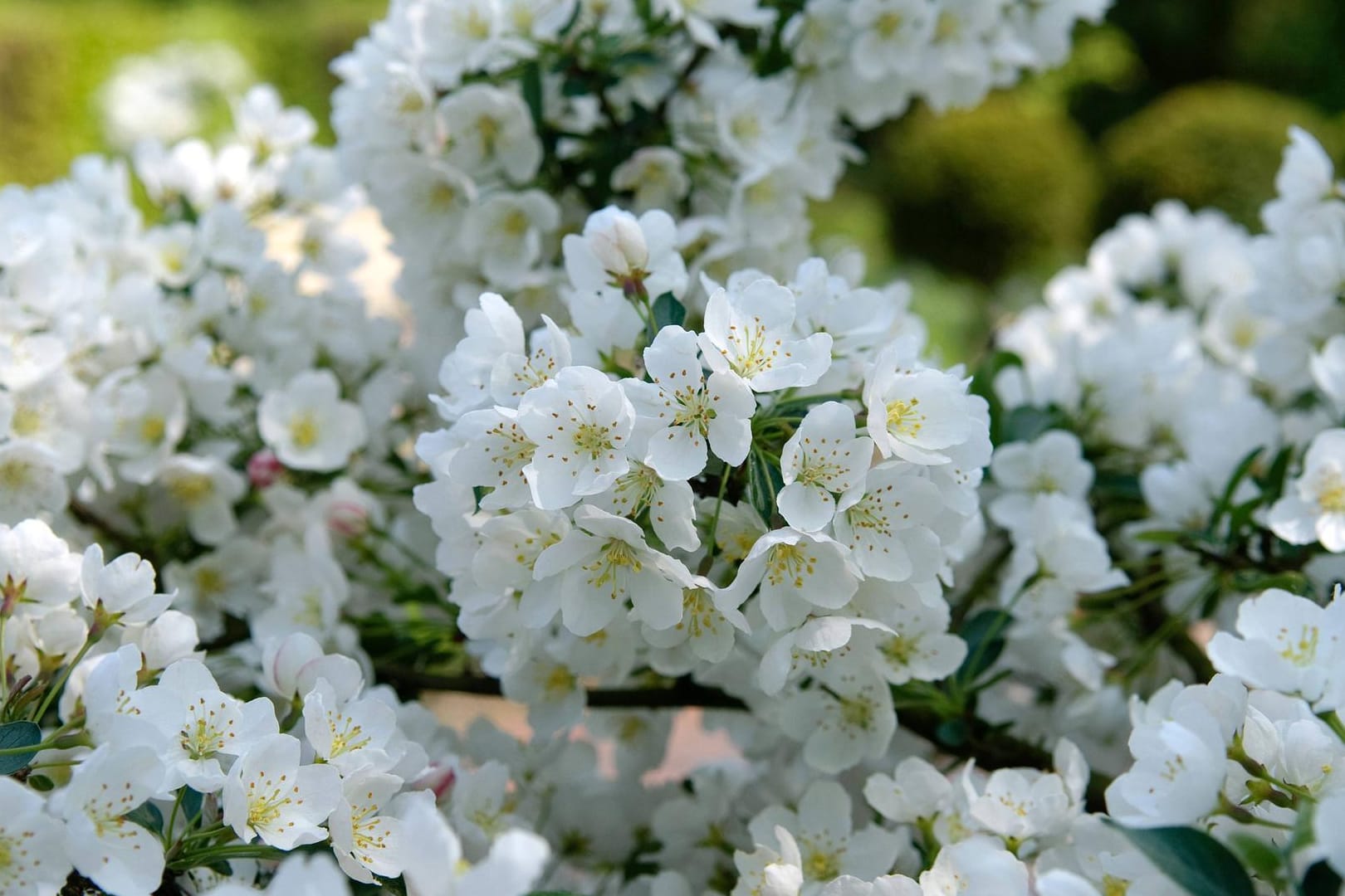 Zierapfel Malus sargentii Tina Malus