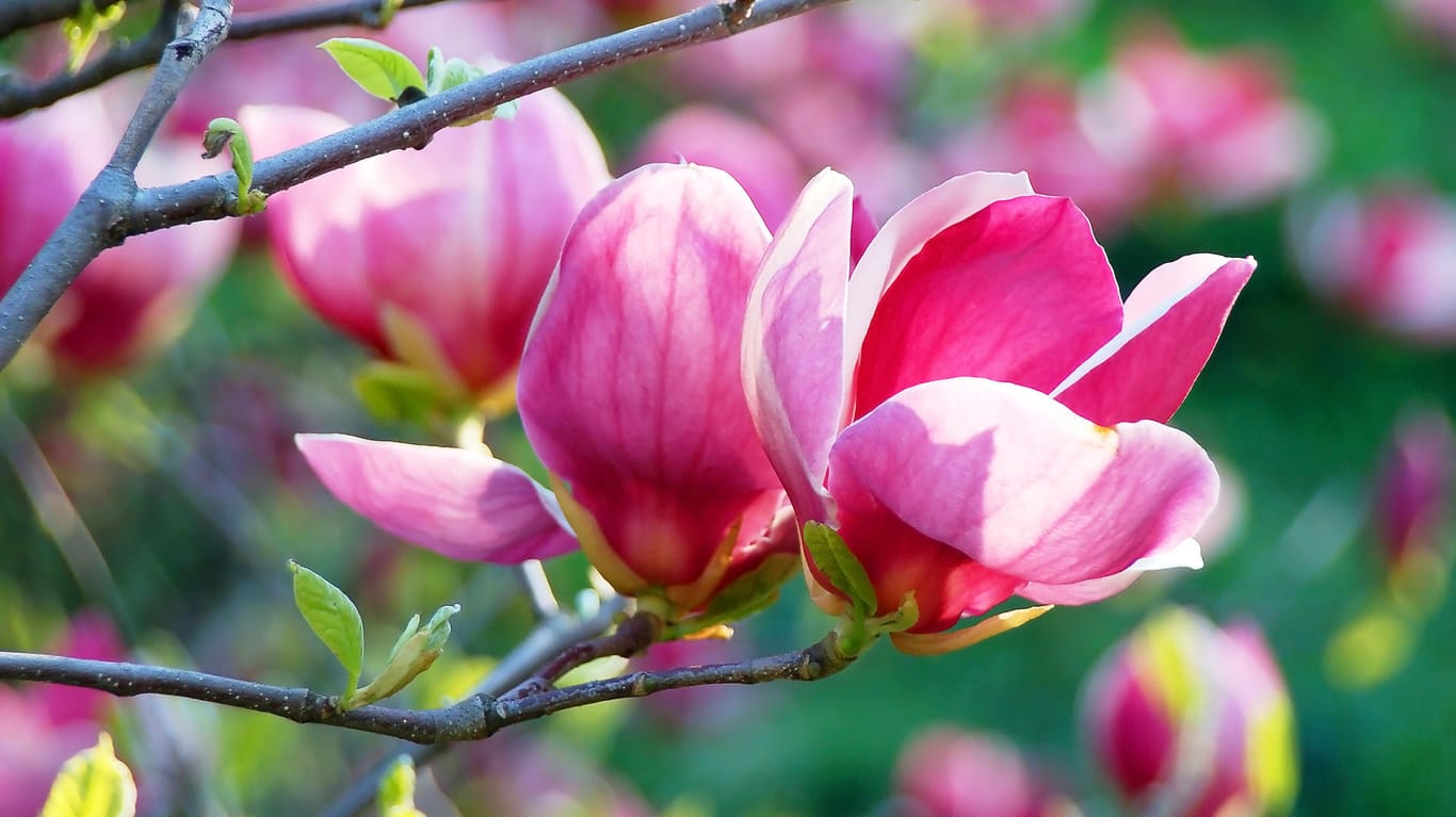 Pinke Magnolienblüte