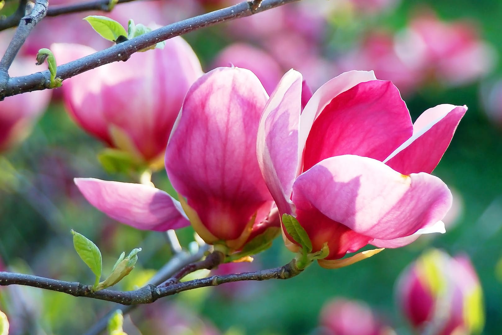 Pinke Magnolienblüte