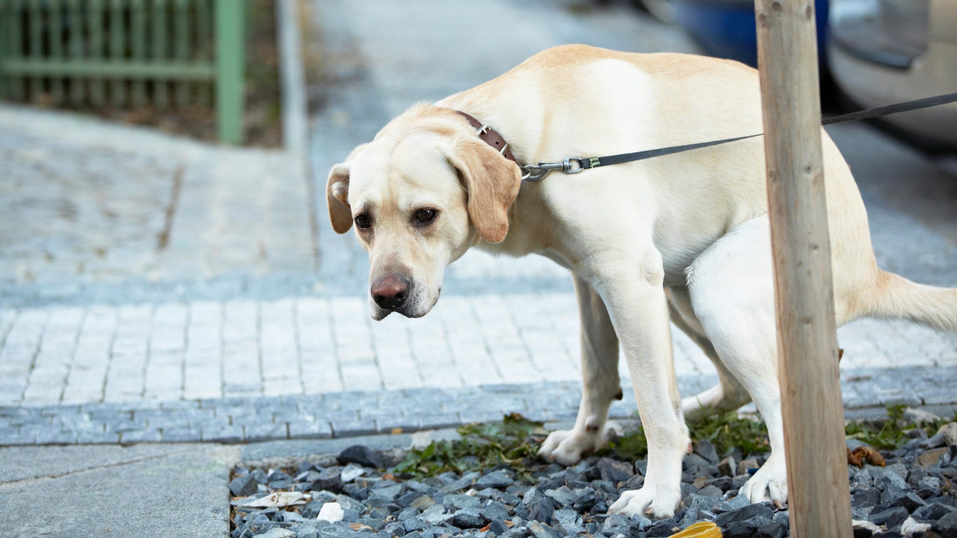 Ein Hund verrichtet sein Geschäft