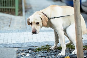 Ein Hund verrichtet sein Geschäft