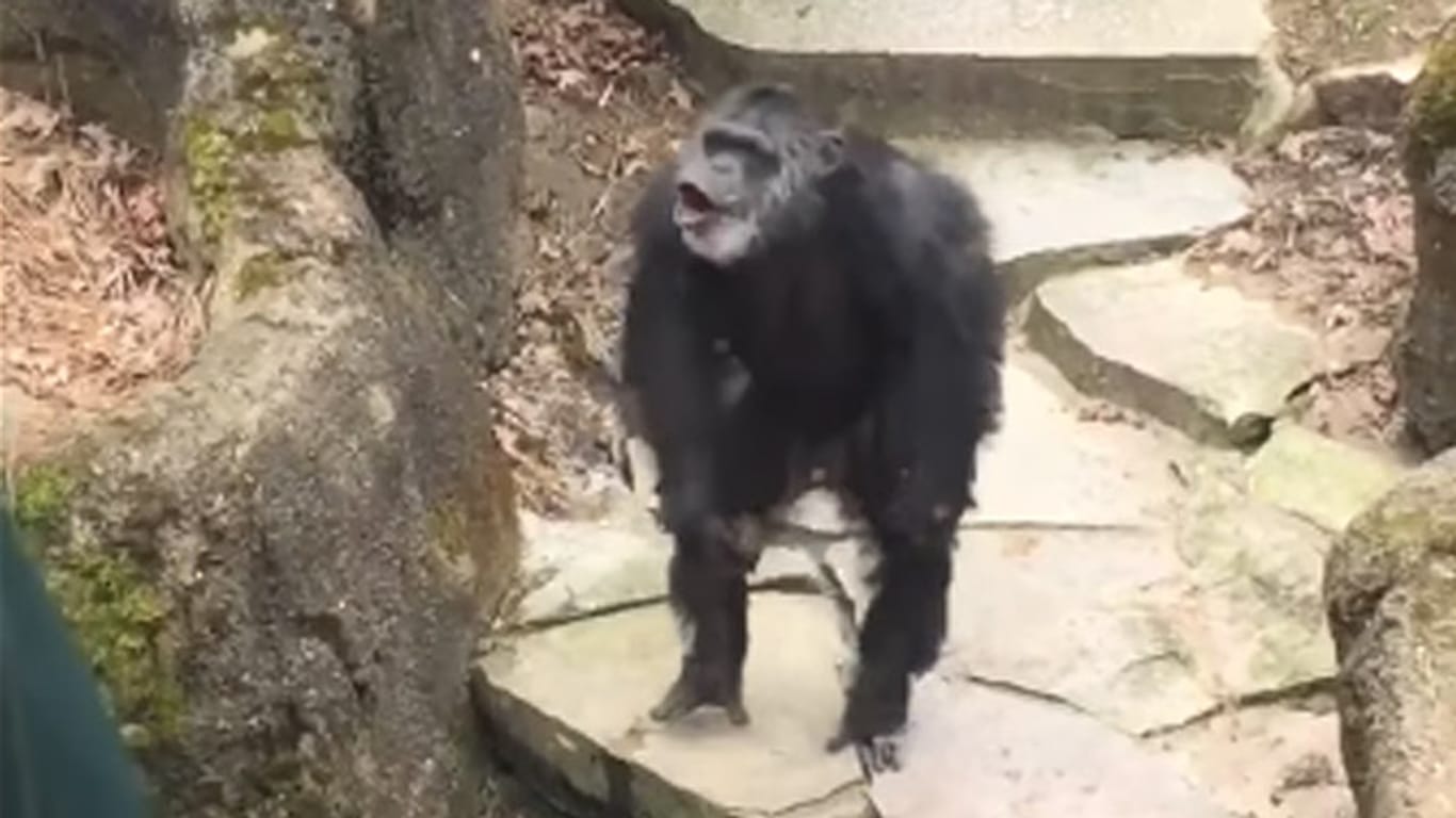 Dieser Affe bewirft eine Zoobesucherin gleich mit seinem Kot.